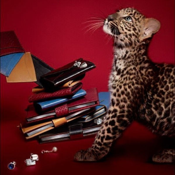 Cartier؁T(j)ʥQY]